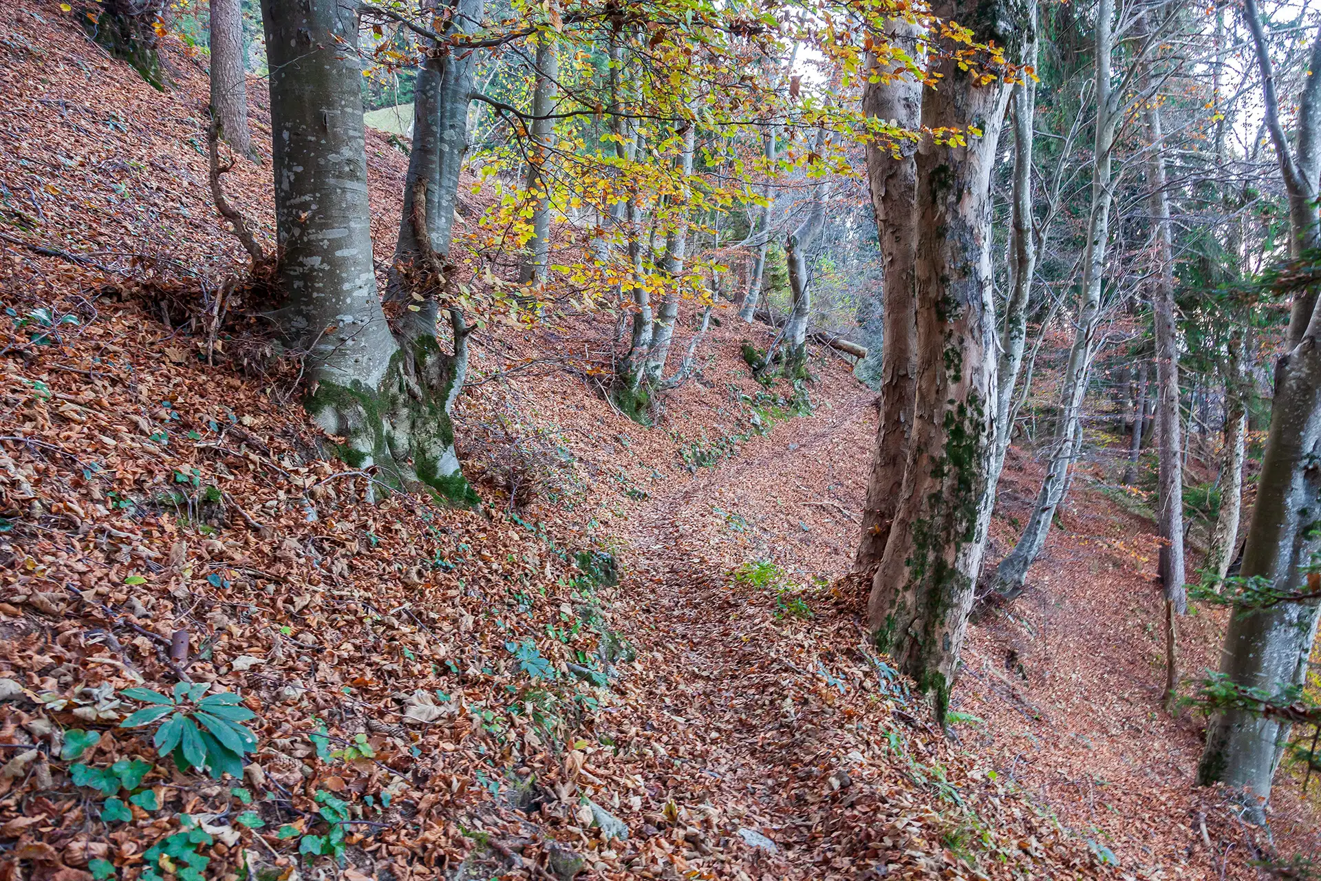 Trekking Presolana Percorso Verde Tappa 1 Falecchio Bossico 3